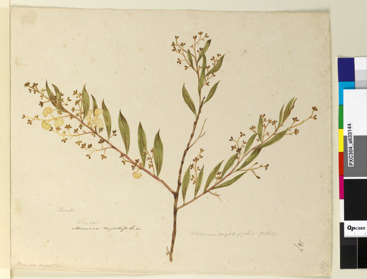 الصفحة 147. أكاسيا ميرتيفوليا ، c.1803-06 (مرحاض ، قلم حبر ، قلم رصاص) بواسطة جون وليام لوين