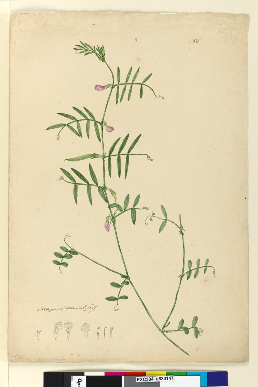 الصفحة 150. Lathyrus ، c.1803-06 (مرحاض وقلم وحبر وقلم رصاص) بواسطة جون وليام لوين
