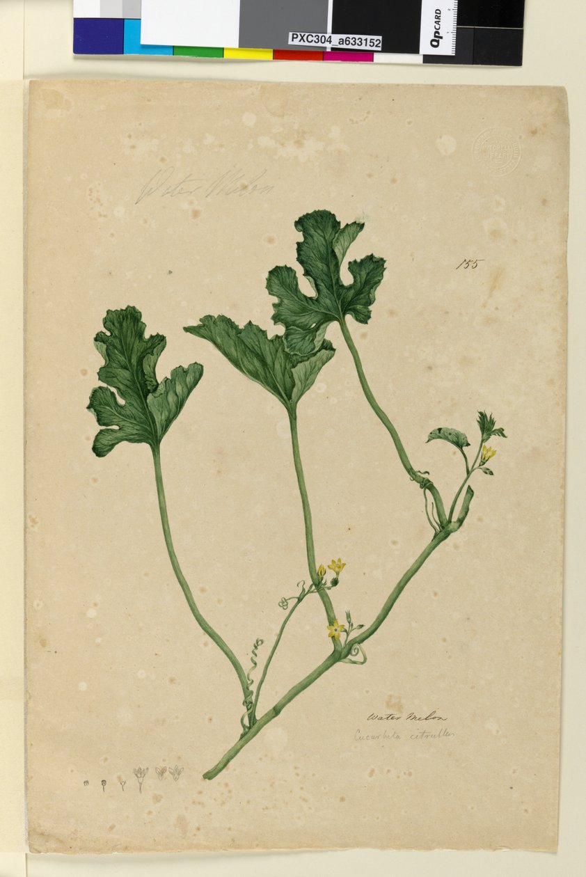 الصفحة 155. Water Melon، c.1803-06 (مرحاض ، قلم حبر ، قلم رصاص) بواسطة جون وليام لوين