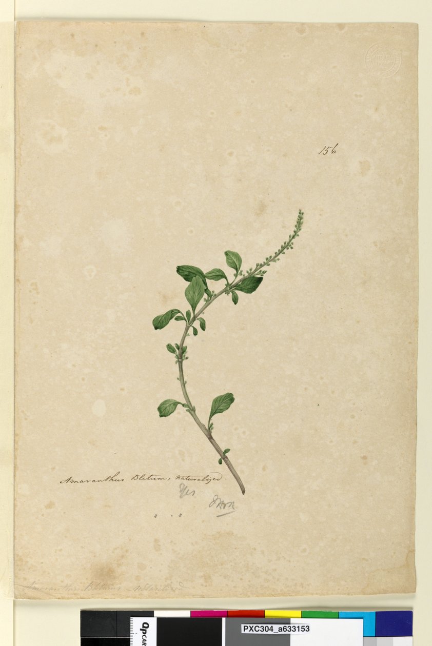 الصفحة 156. Amaranthus Blitum ، c.1803-06 (مرحاض ، قلم حبر وقلم رصاص) بواسطة جون وليام لوين