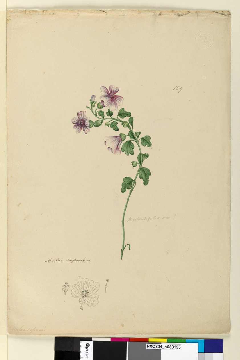 الصفحة 159. Malva capensis ، c.1803-06 (مرحاض ، قلم حبر ، قلم رصاص) بواسطة جون وليام لوين