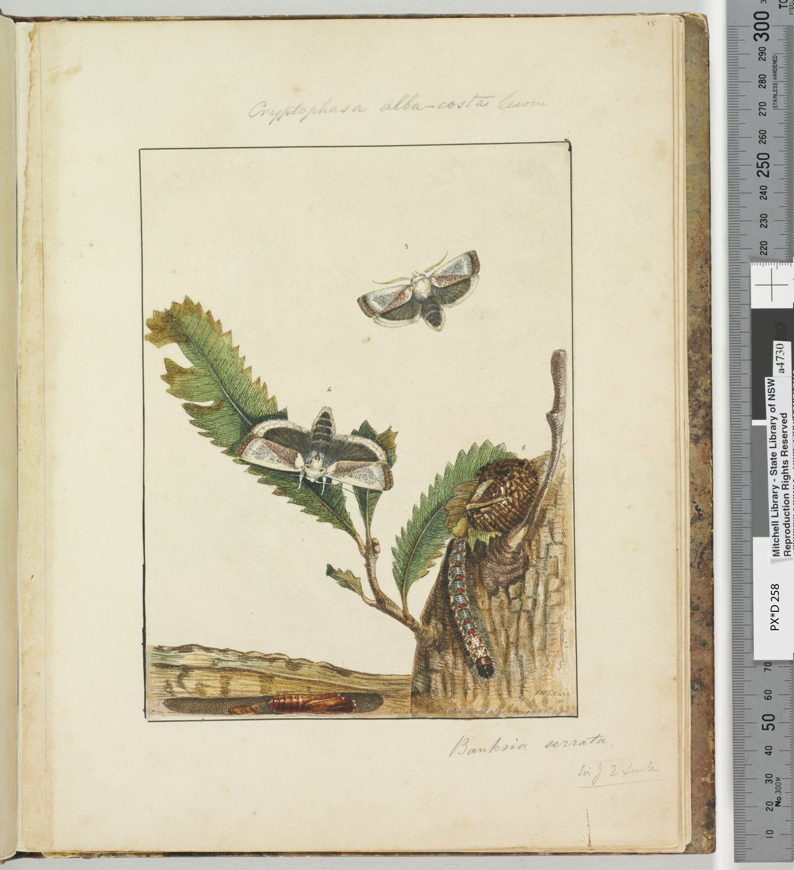 الصفحة 15. اللوحة 4 Cryptophasa alba، costa Lewin، 1803-04 (مطبوعات النقش الملونة) بواسطة جون وليام لوين