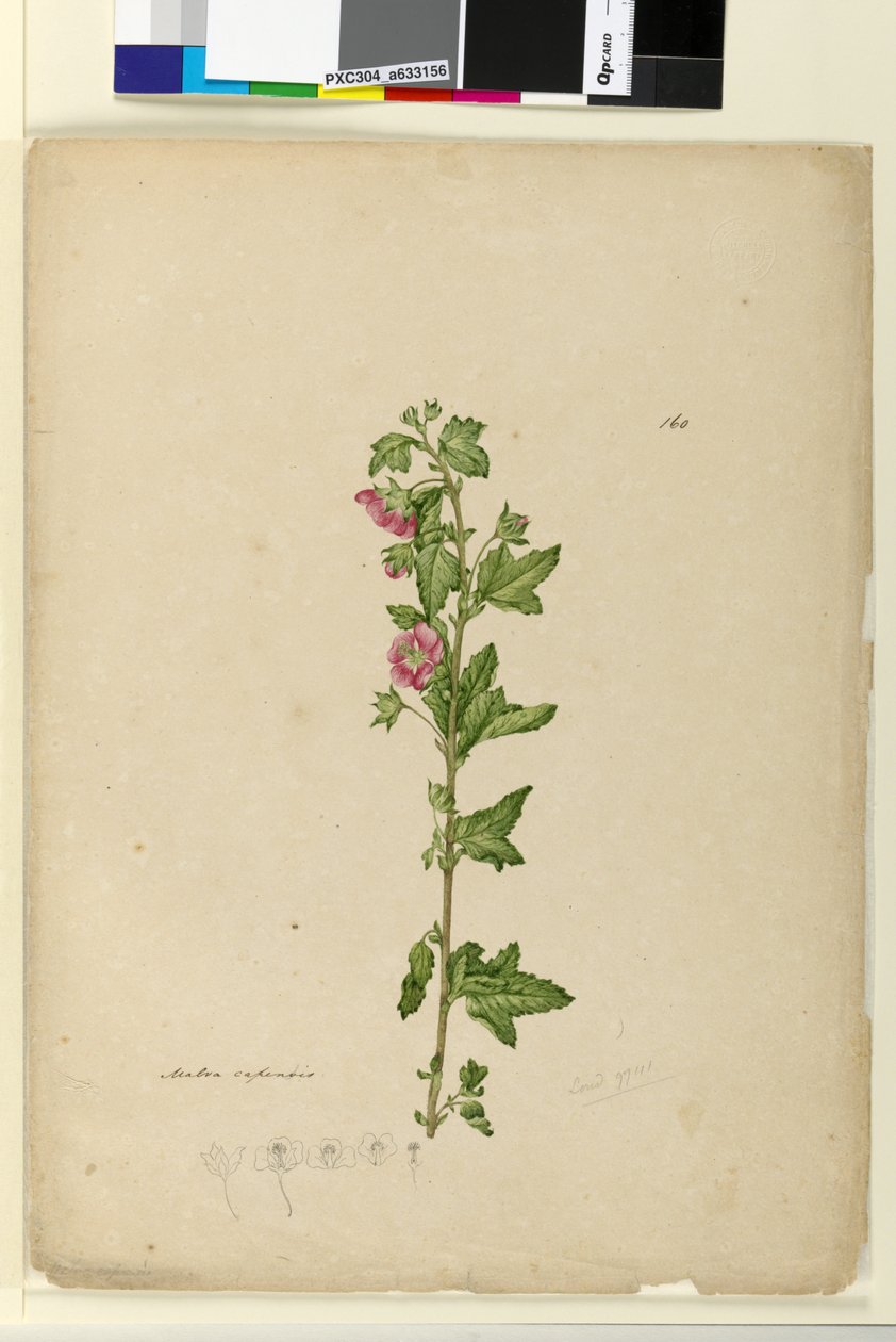الصفحة 160. Malva capensis ، c.1803-06 (مرحاض ، قلم حبر ، قلم رصاص) بواسطة جون وليام لوين
