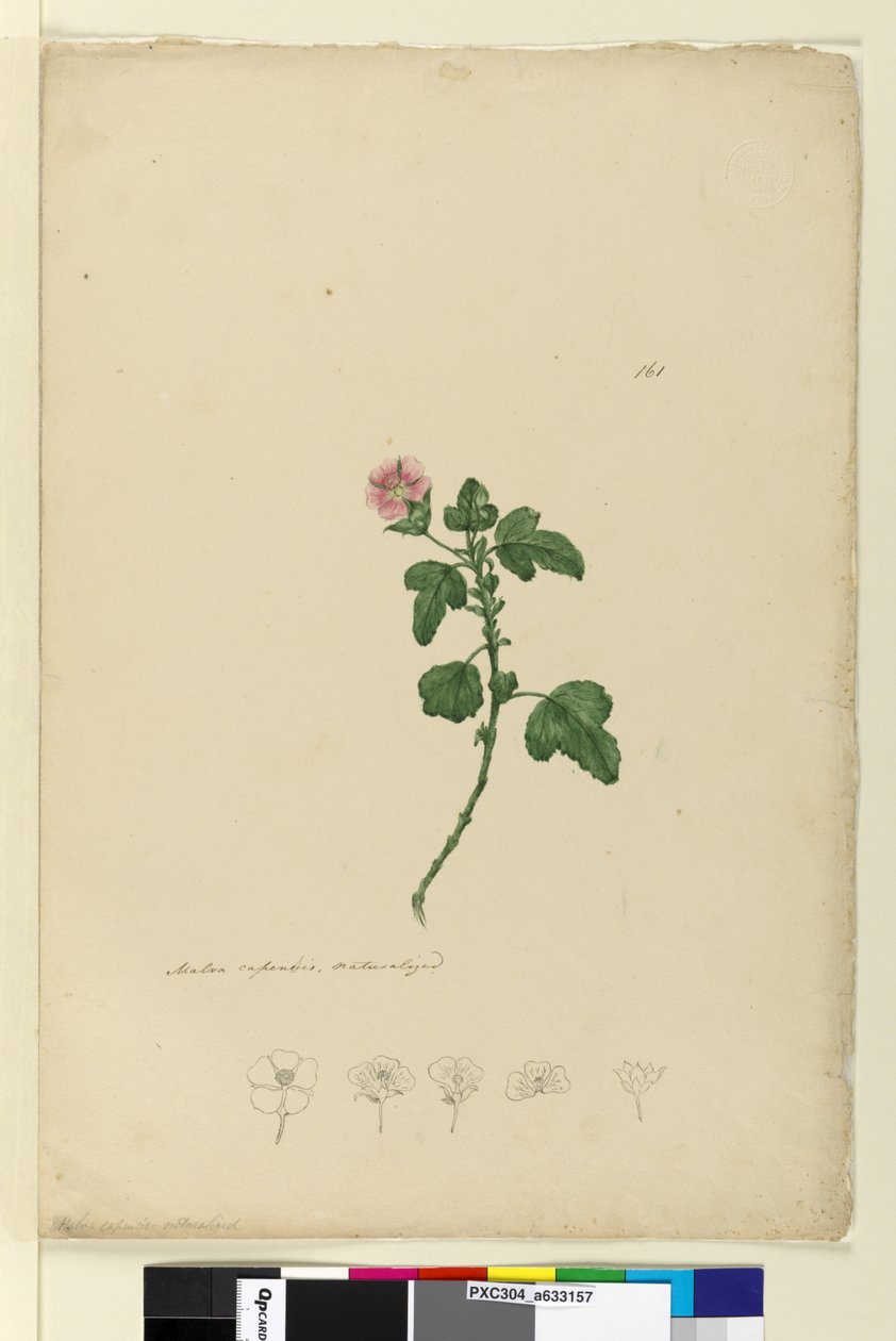 الصفحة 161. Malva capensis ، c.1803-06 (مرحاض ، قلم حبر ، قلم رصاص) بواسطة جون وليام لوين