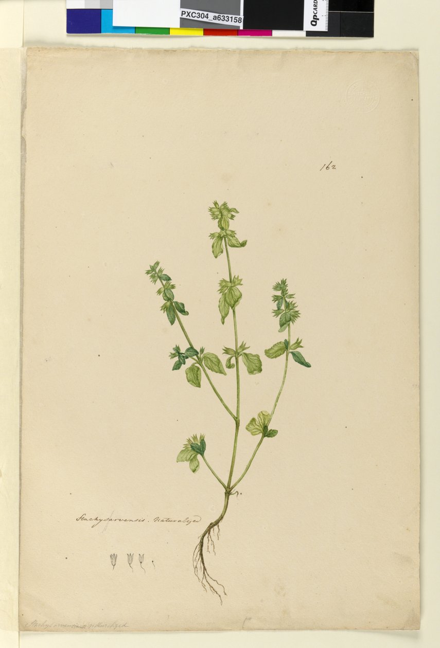 الصفحة 162. Stachys arvensis، c.1803-06 (مرحاض ، قلم حبر ، قلم رصاص) بواسطة جون وليام لوين