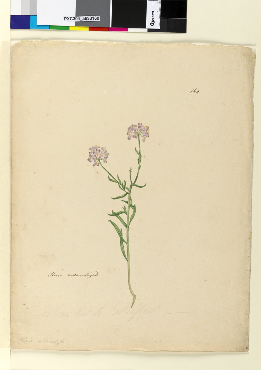 الصفحة 164. Iberis متجنس ، ج 1803-06 (مرحاض ، قلم حبر وقلم رصاص) بواسطة جون وليام لوين