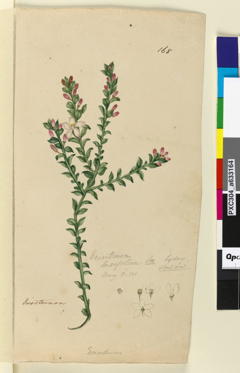الصفحة 168. Eriostemon buxifolium ، c.1803-06 (مرحاض وقلم وحبر وقلم رصاص) بواسطة جون وليام لوين