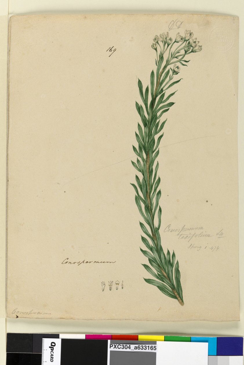 الصفحة 169. Conospermum taxifolium ، c.1803-06 (مرحاض ، قلم حبر ، قلم رصاص) بواسطة جون وليام لوين