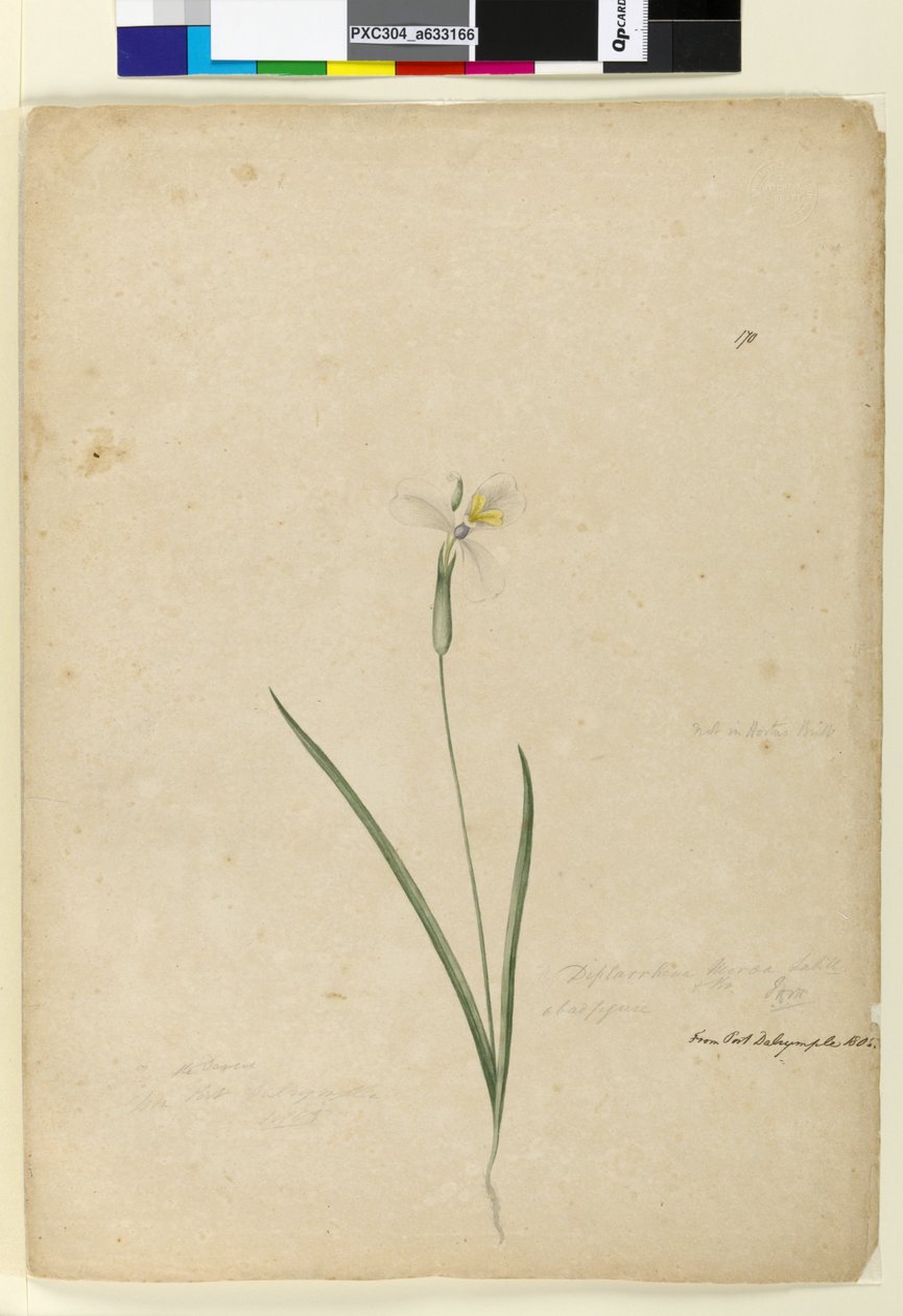 الصفحة 170. Diplarrhena moraea، c.1803-06 (مرحاض ، قلم حبر ، قلم رصاص) بواسطة جون وليام لوين