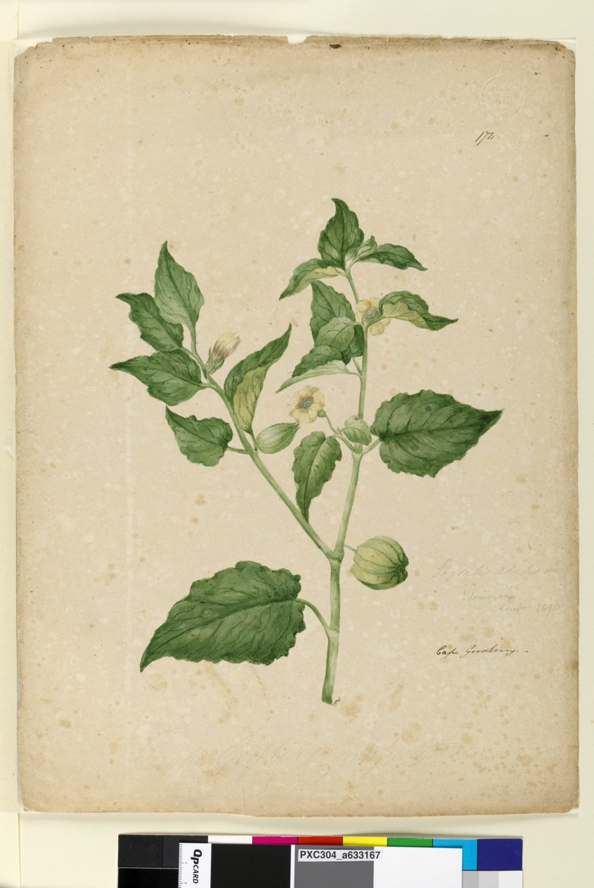 الصفحة 172. Physalis edulis، c.1803-06 (مرحاض ، قلم حبر ، قلم رصاص) بواسطة جون وليام لوين