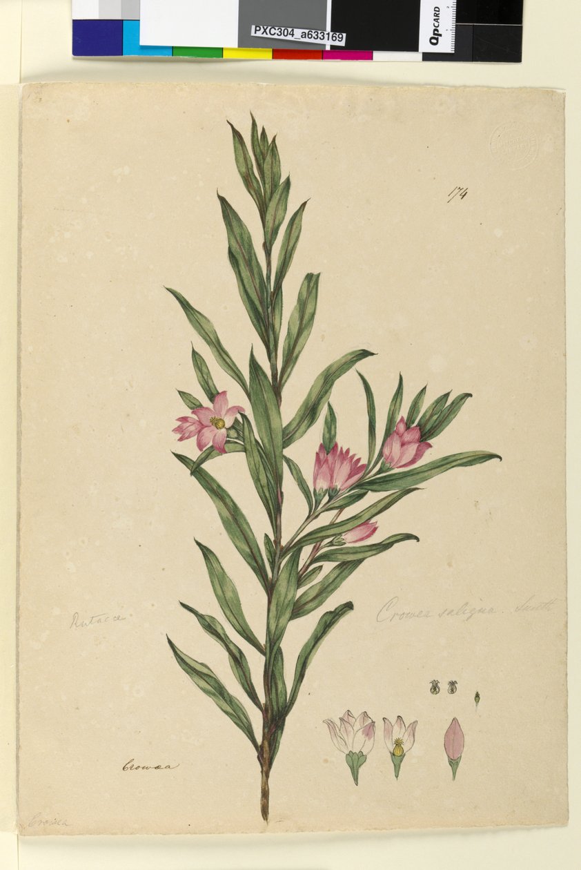 الصفحة 174. Crowea saligna ، c.1803-06 (مرحاض ، قلم حبر وقلم رصاص) بواسطة جون وليام لوين