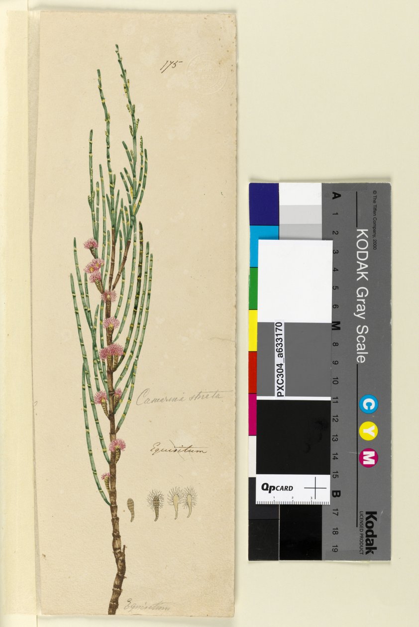 الصفحة 175. Casuarina صارمة Allocasuarina verticillata ، c.1803-06 (مرحاض وقلم وحبر وقلم رصاص) بواسطة جون وليام لوين