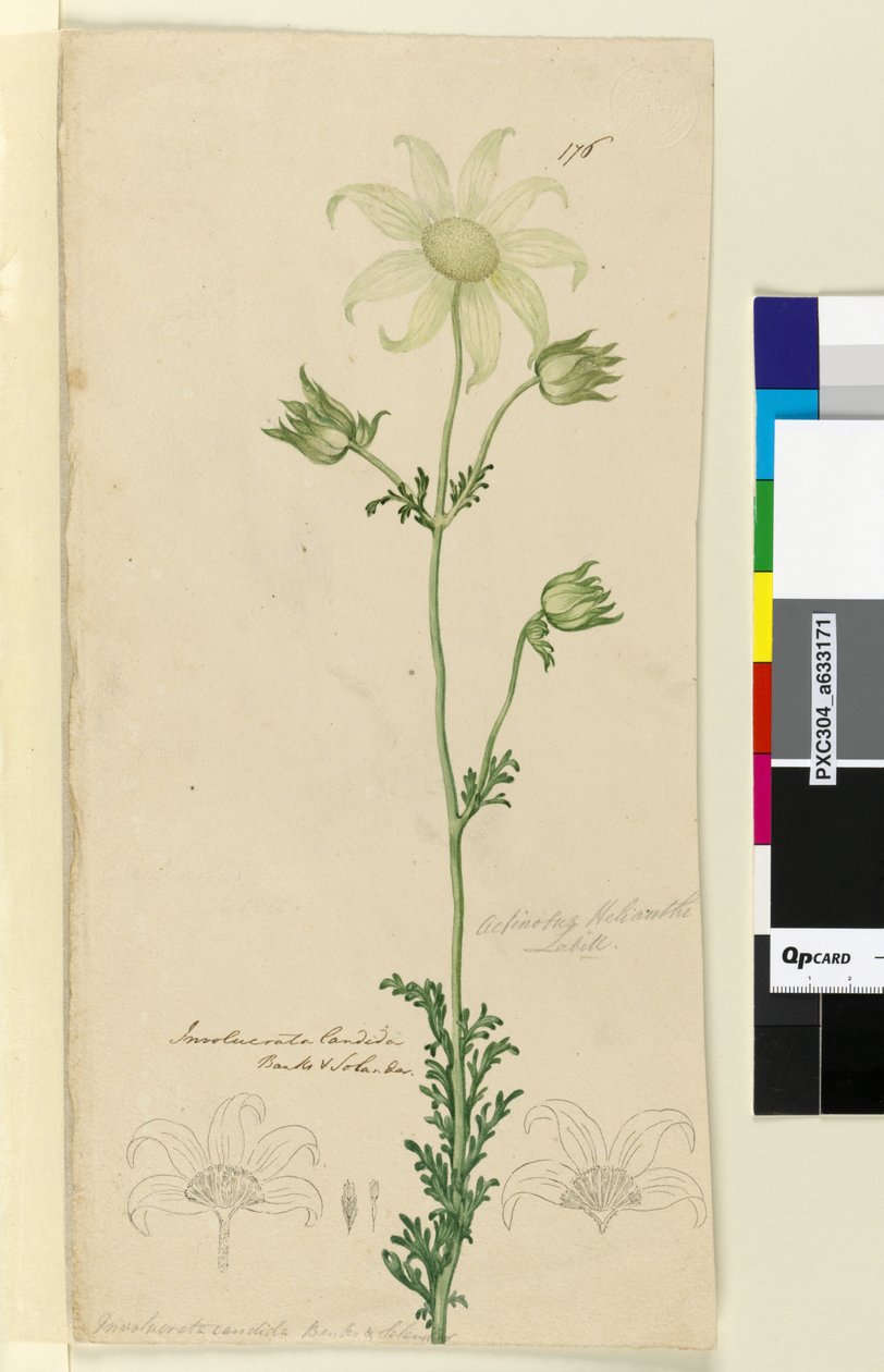 الصفحة 176. Actinotus Helianthe، c.1803-06 (مرحاض وقلم وحبر وقلم رصاص) بواسطة جون وليام لوين