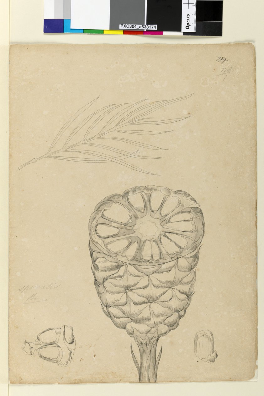 الصفحة 178 ب. Spiralis ، c.1803-06 (مرحاض وقلم وحبر وقلم رصاص) بواسطة جون وليام لوين