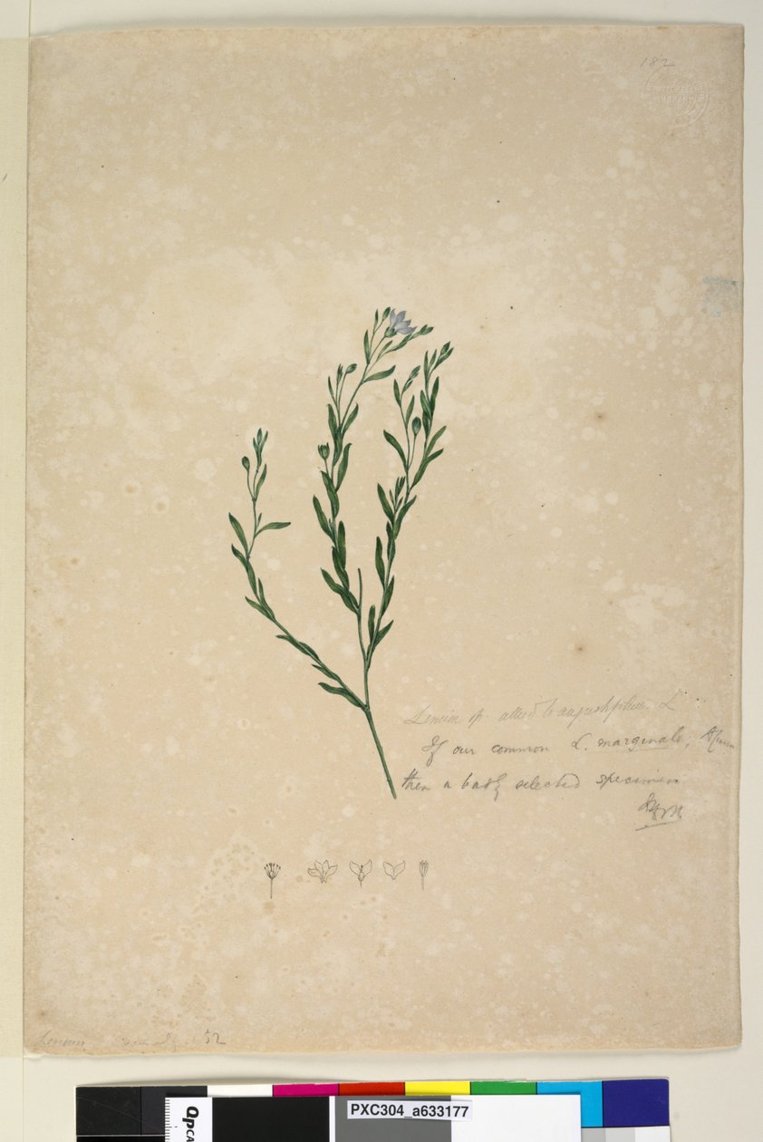 الصفحة 182. Linum sp المتحالفة مع augustifolium ، c.1803-06 (مرحاض ، قلم حبر ، قلم رصاص) بواسطة جون وليام لوين