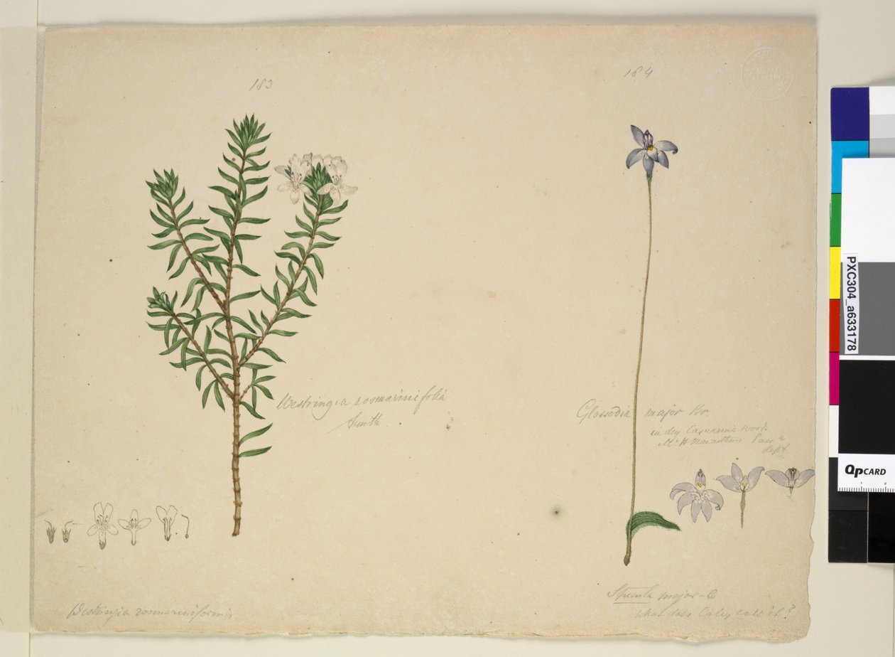 Page 183. Westringia rosmarinifolia Westringia fruiticosa؛ 184. Glossodia major، c.1803-06 (مرحاض ، قلم حبر ، قلم رصاص) بواسطة جون وليام لوين