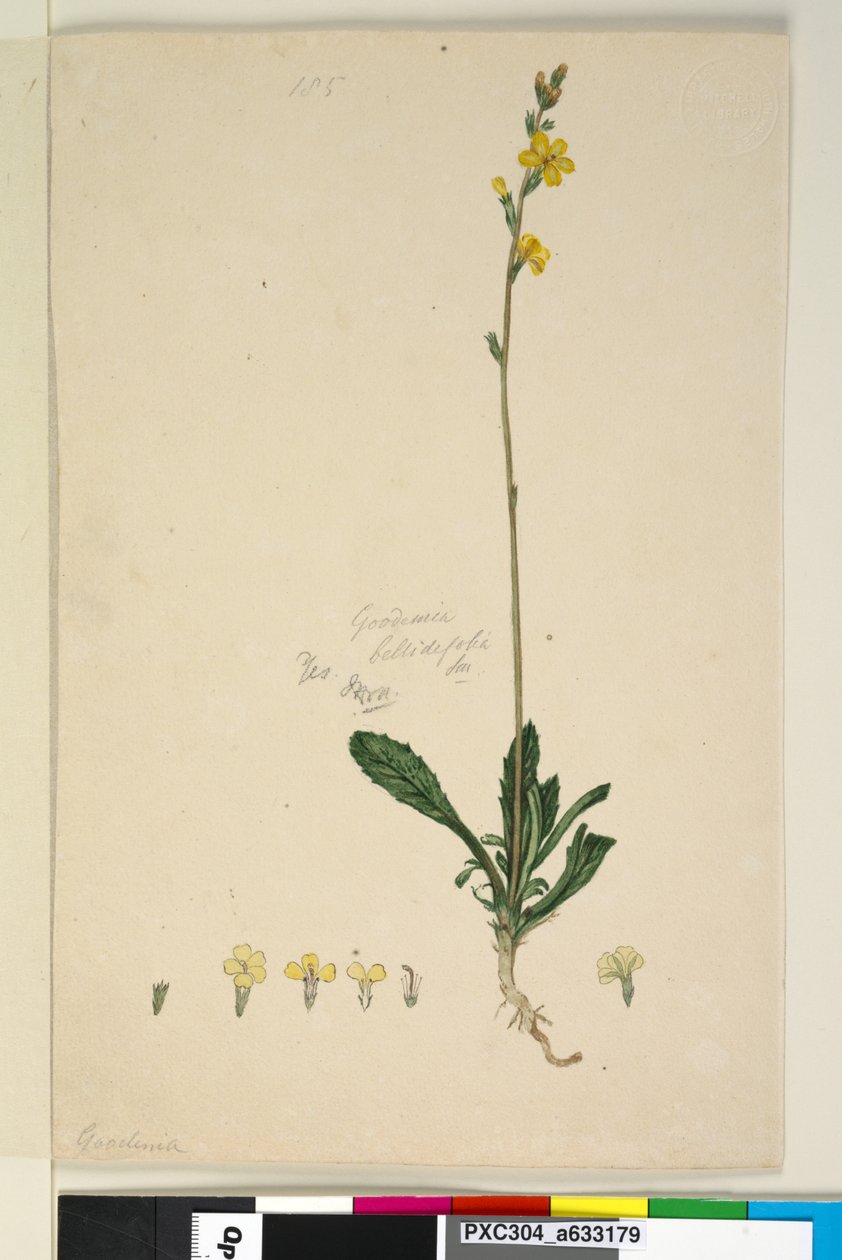 الصفحة 185. Goodenia bellidifolia، c.1803-06 (مرحاض ، قلم حبر ، قلم رصاص) بواسطة جون وليام لوين