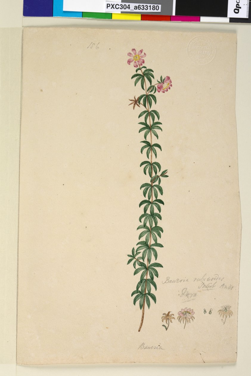الصفحة 186. Bauera rubioides ، c.1803-06 (مرحاض ، قلم حبر وقلم رصاص) بواسطة جون وليام لوين