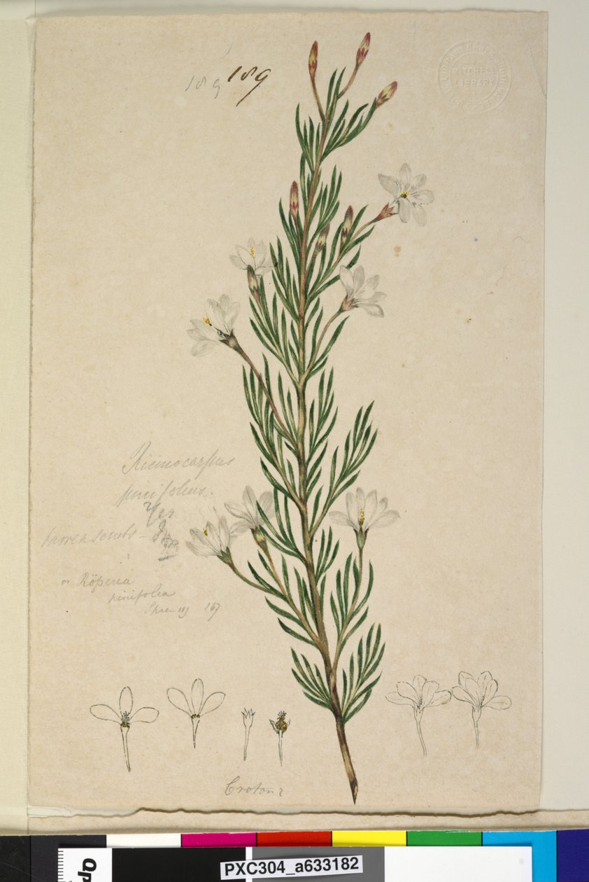 الصفحة 189. Ricinocarpus pinifolius، c.1803-06 (مرحاض وقلم وحبر وقلم رصاص) بواسطة جون وليام لوين