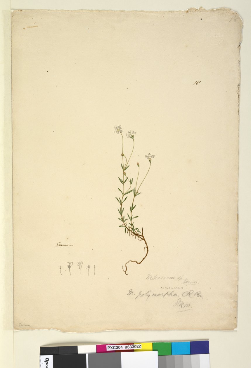الصفحة 18. Mitrasacme polymorpha ، c.1803-06 (مرحاض ، قلم حبر ، قلم رصاص) بواسطة جون وليام لوين