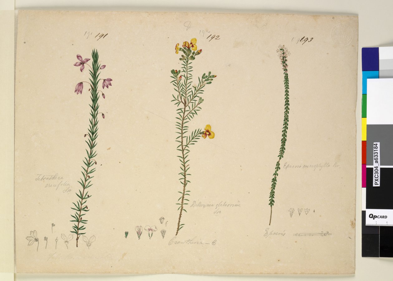 الصفحة 191. Tetratheca ericifolia؛ 192 - ديلوينيا غلابريما ؛ 193. Epacris microphylla، c.1803-06 (مرحاض ، قلم حبر ، قلم رصاص) بواسطة جون وليام لوين