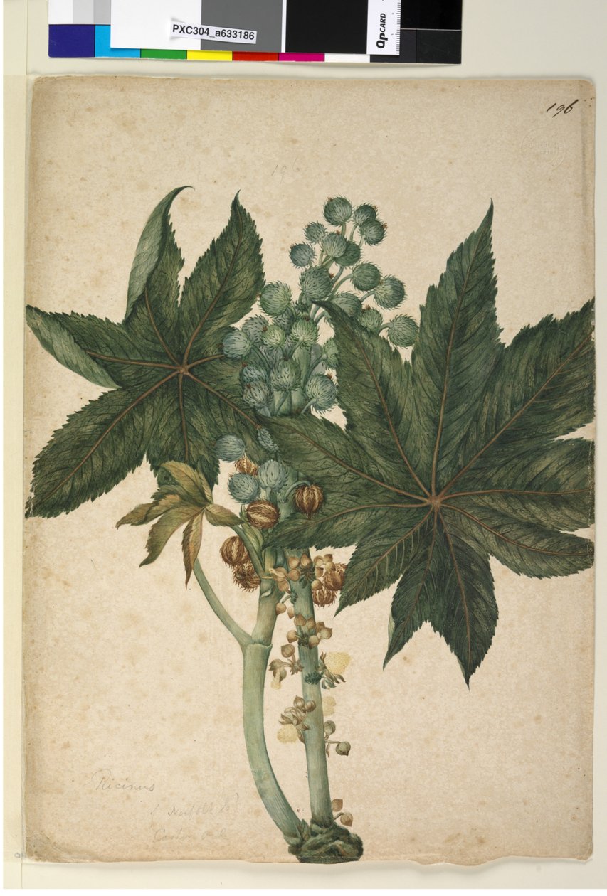 الصفحة 196. Ricinus Ricinus communis ، c.1803-06 (مرحاض ، قلم حبر ، قلم رصاص) بواسطة جون وليام لوين