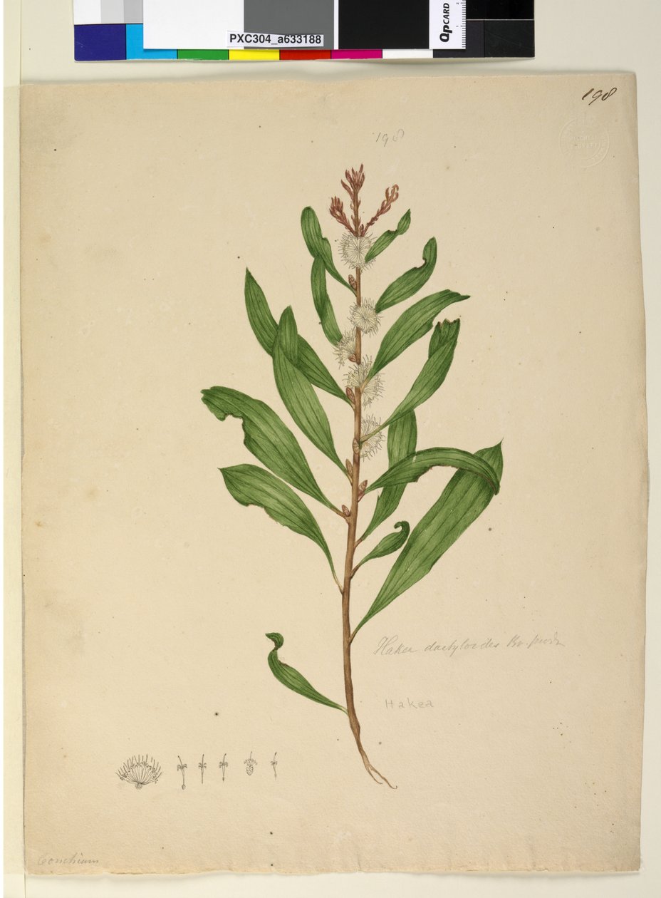 الصفحة 198. Hakea dactyloides ، c.1803-06 (مرحاض وقلم وحبر وقلم رصاص) بواسطة جون وليام لوين
