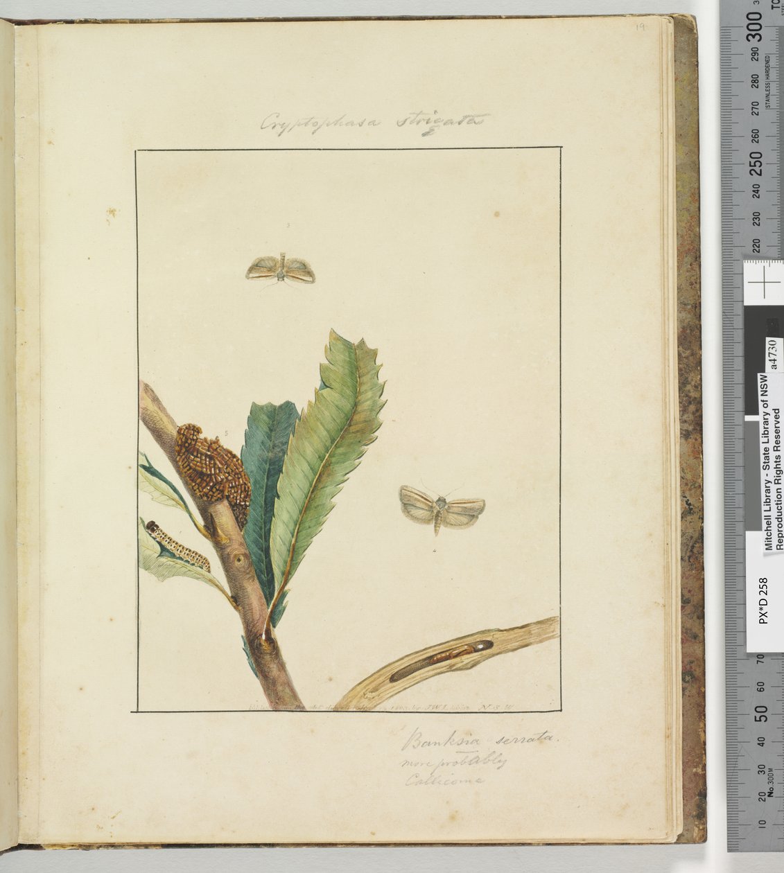 الصفحة 19. اللوحة 5 Cryptophasa Strigata ، 1803-04 (مطبوعات النقش الملونة) بواسطة جون وليام لوين