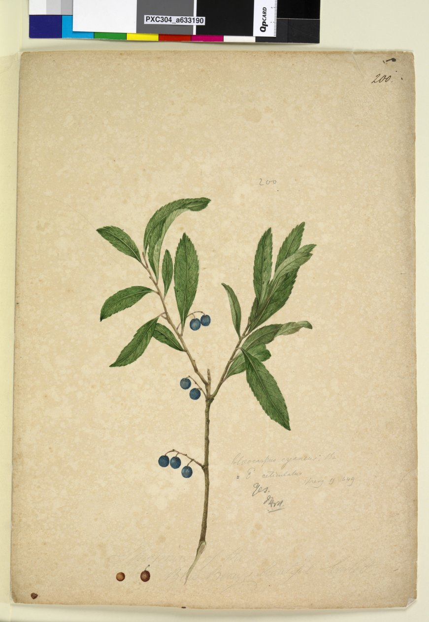 الصفحة 200. Elaeocarpus reticulatus، c.1803-06 (مرحاض ، قلم حبر ، قلم رصاص) بواسطة جون وليام لوين