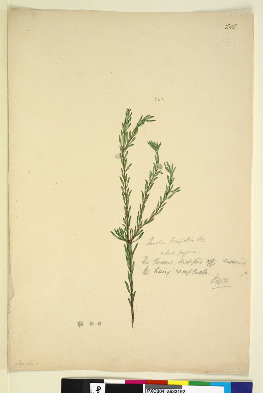 الصفحة 202. Pimelia linifolia ، c.1803-06 (مرحاض ، قلم حبر ، قلم رصاص) بواسطة جون وليام لوين