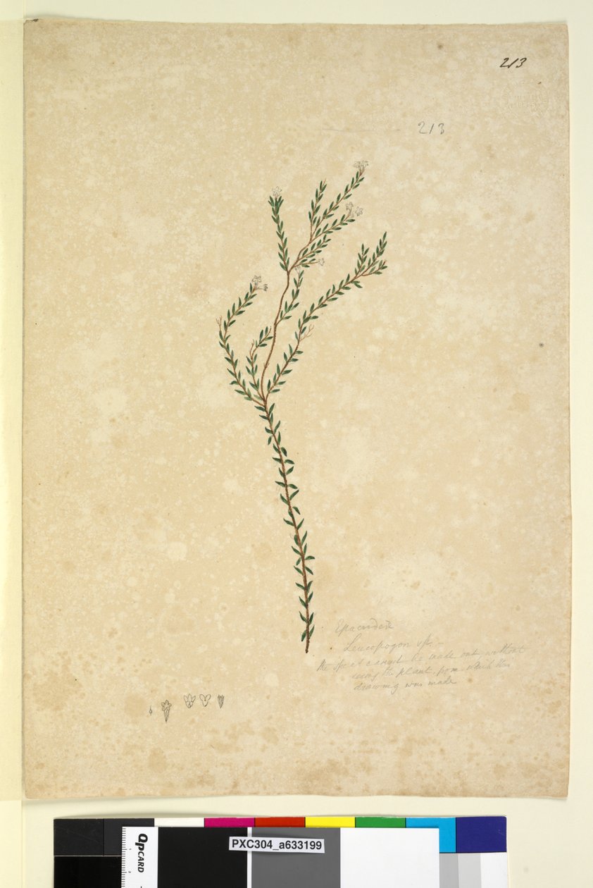 الصفحة 213. EpacrideaeLeucopogon sp.، c.1803-06 (مرحاض ، قلم حبر ، قلم رصاص) بواسطة جون وليام لوين