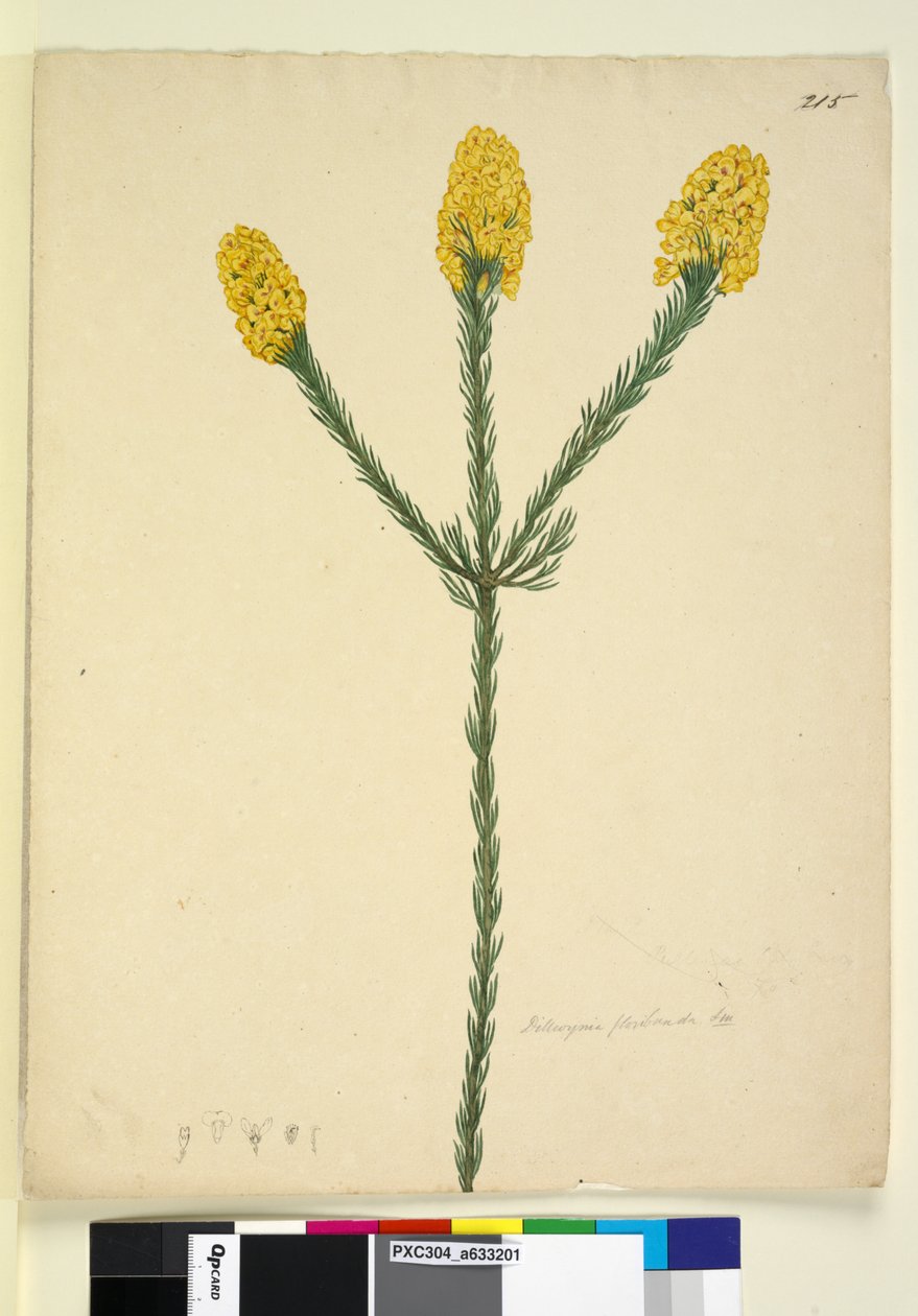 الصفحة 215. Dillwynia floribunda، c.1803-06 (مرحاض ، قلم حبر ، قلم رصاص) بواسطة جون وليام لوين