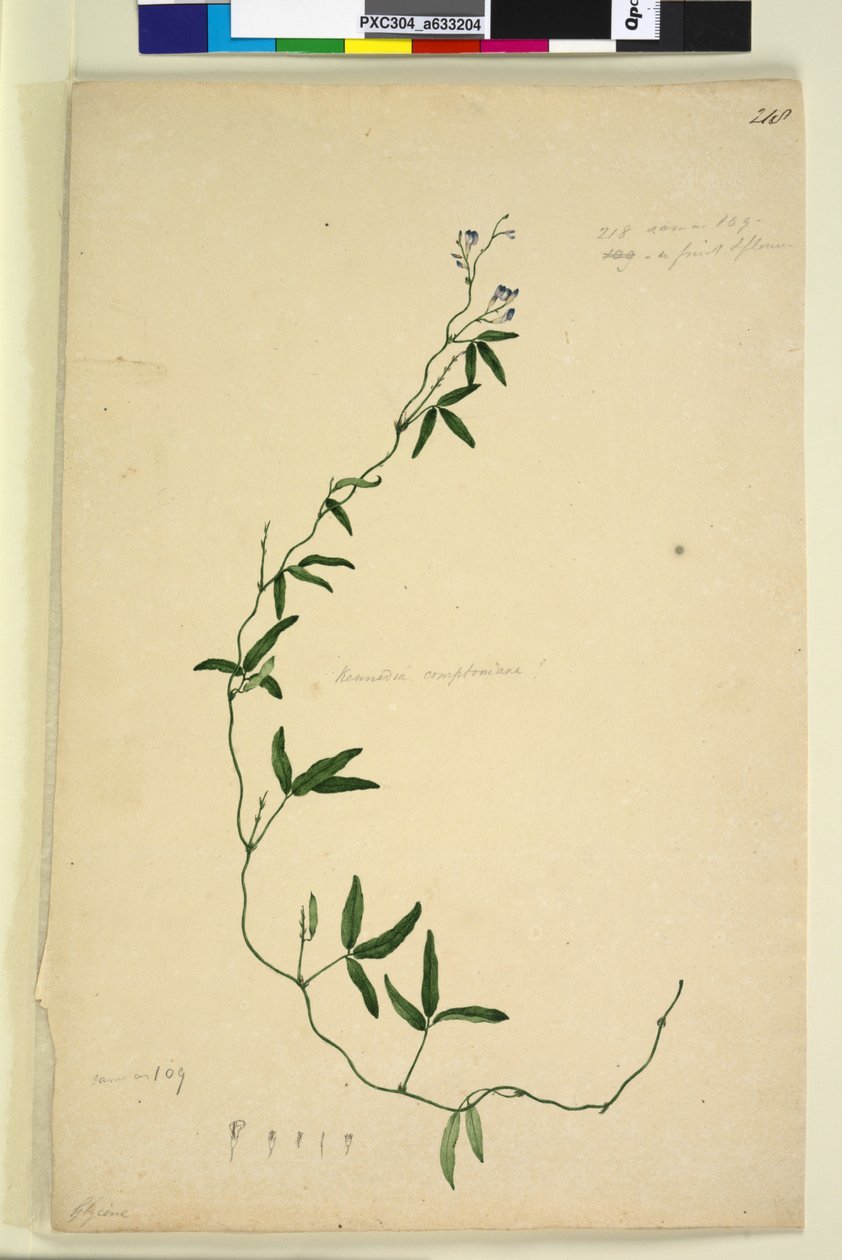 الصفحة 218. Kennedia comptoniana Hardenbergia comptoniana، c.1803-06 (مرحاض ، قلم حبر ، قلم رصاص) بواسطة جون وليام لوين