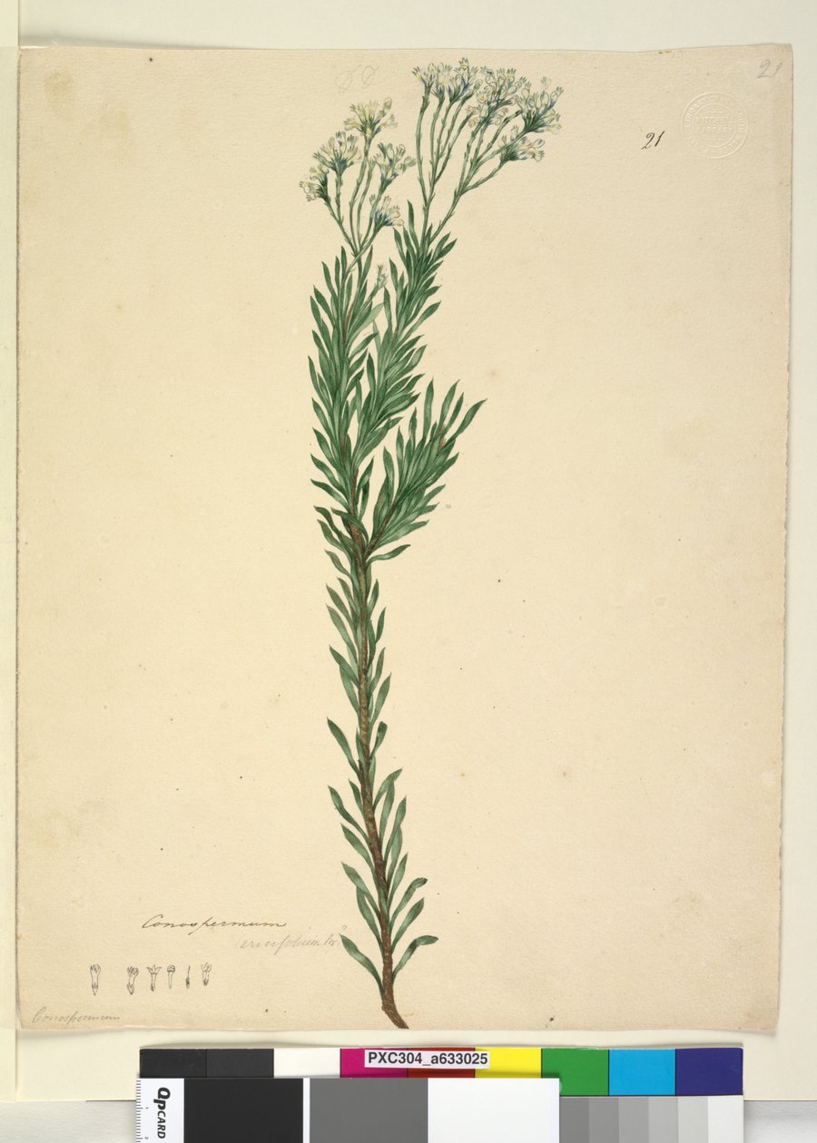 الصفحة 21. Conospermum ericifolium، c.1803-06 (مرحاض ، قلم حبر ، قلم رصاص) بواسطة جون وليام لوين