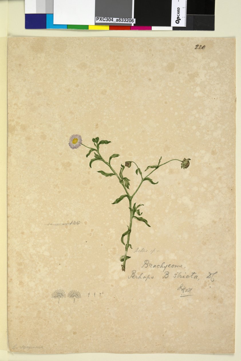 الصفحة 220. Brachycome multifida، c.1803-06 (مرحاض ، قلم حبر ، قلم رصاص) بواسطة جون وليام لوين