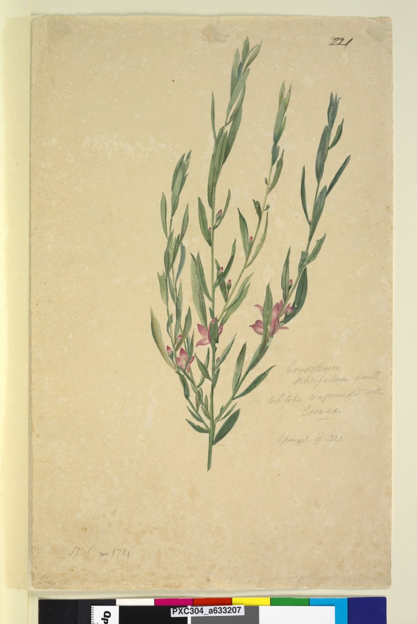 الصفحة 221. Eriostemon، c.1803-06 (مرحاض ، قلم حبر ، قلم رصاص) بواسطة جون وليام لوين