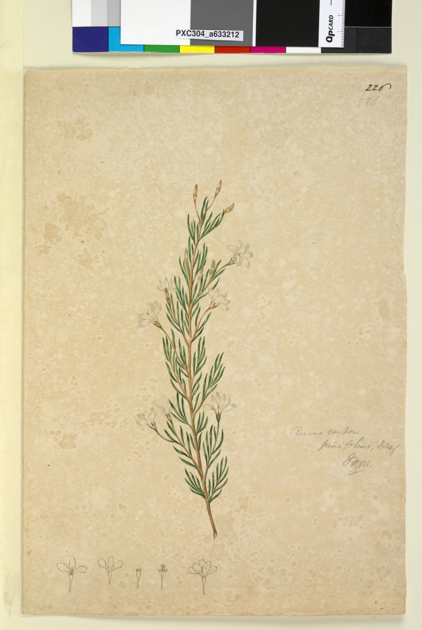 الصفحة 226. Ricinocarpus pinifolius، c.1803-06 (مرحاض ، قلم حبر ، قلم رصاص) بواسطة جون وليام لوين