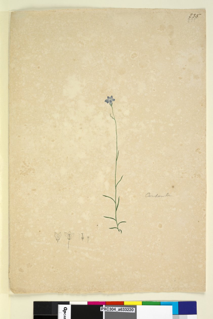 الصفحة 235. Campanula ، c.1803-06 (مرحاض ، قلم حبر وقلم رصاص) بواسطة جون وليام لوين