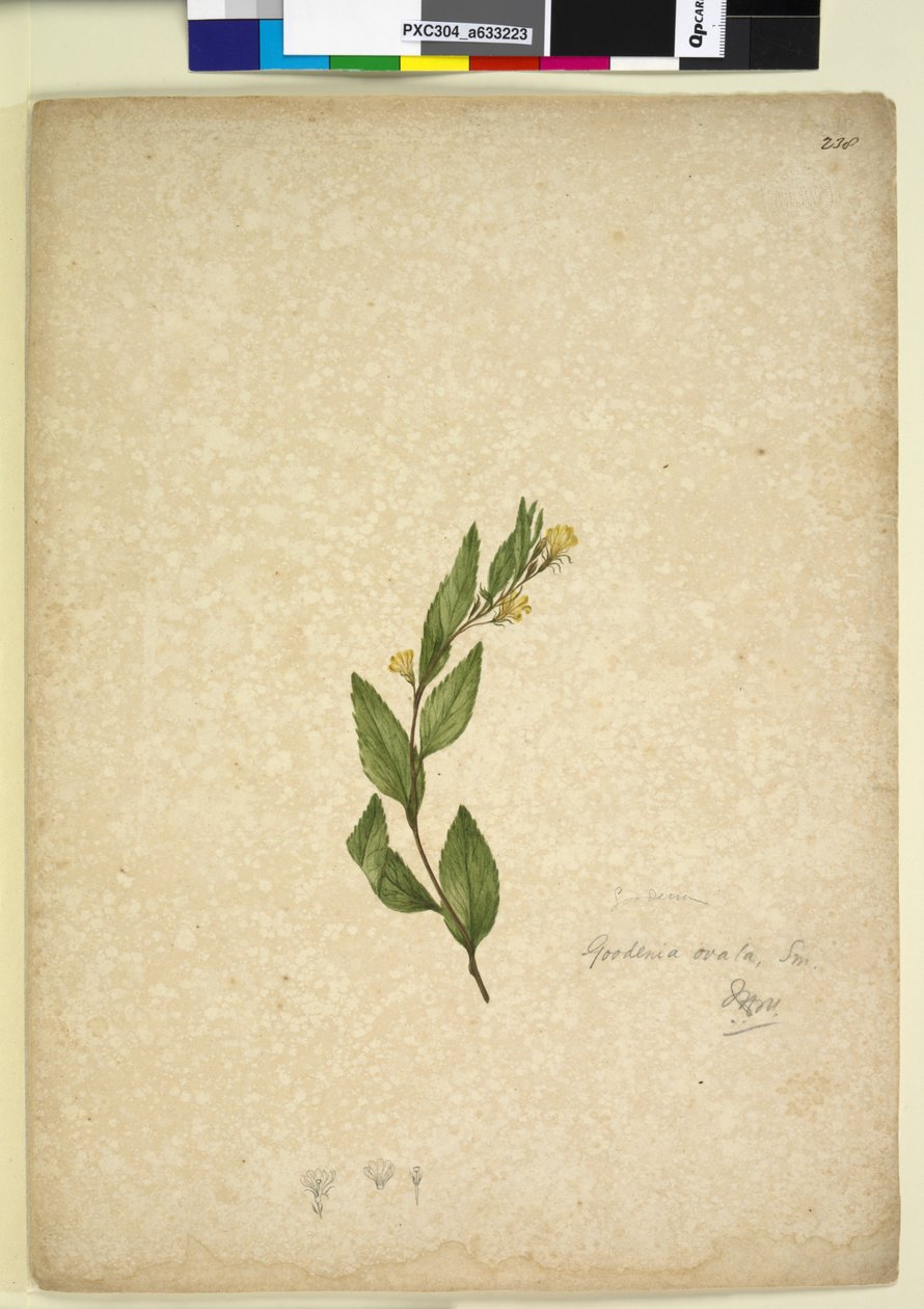 الصفحة 238. Goodenia ovata ، c.1803-06 (مرحاض ، قلم حبر وقلم رصاص) بواسطة جون وليام لوين