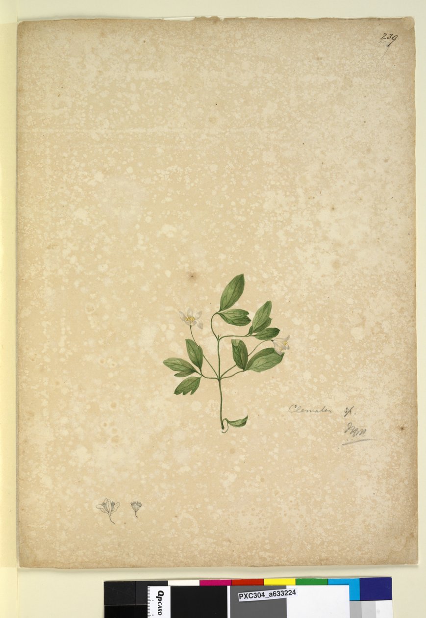 الصفحة 239. Clematis ، c.1803-06 (مرحاض ، قلم حبر وقلم رصاص) بواسطة جون وليام لوين
