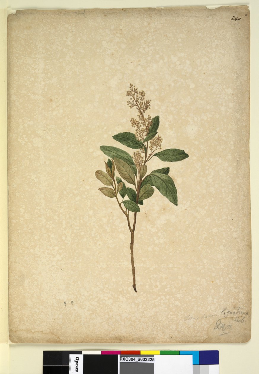 الصفحة 240. Pomaderris ligustrina ، c.1803-06 (مرحاض وقلم وحبر وقلم رصاص) بواسطة جون وليام لوين