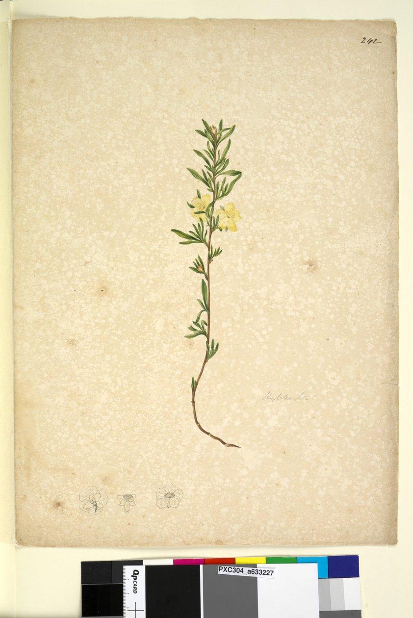 صفحة 242. Hibberta ، c.1803-06 (مرحاض ، قلم حبر وقلم رصاص) بواسطة جون وليام لوين
