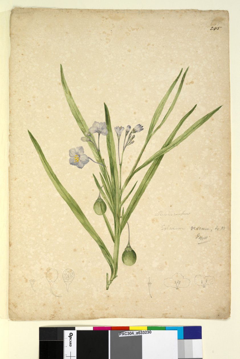 صفحة 245. Solanum vescum، c.1803-06 (مرحاض ، قلم حبر ، قلم رصاص) بواسطة جون وليام لوين