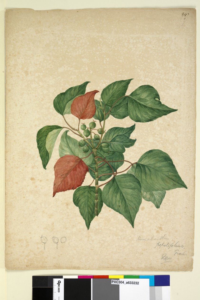 الصفحة 247. Homolanthus populifolius Omalanthus populifolius، c.1803-06 (مرحاض وقلم وحبر وقلم رصاص) بواسطة جون وليام لوين