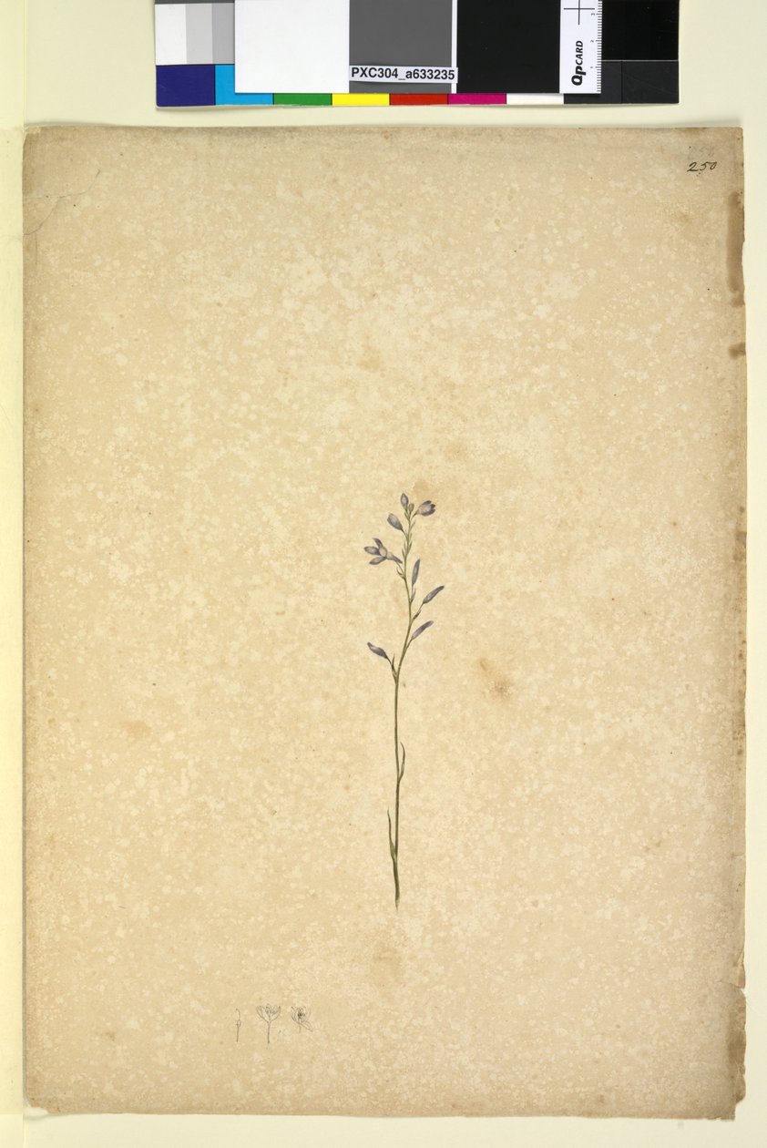 الصفحة 250. نبات غير معروف ، ج 1803-06 (مرحاض ، قلم حبر ، قلم رصاص) بواسطة جون وليام لوين