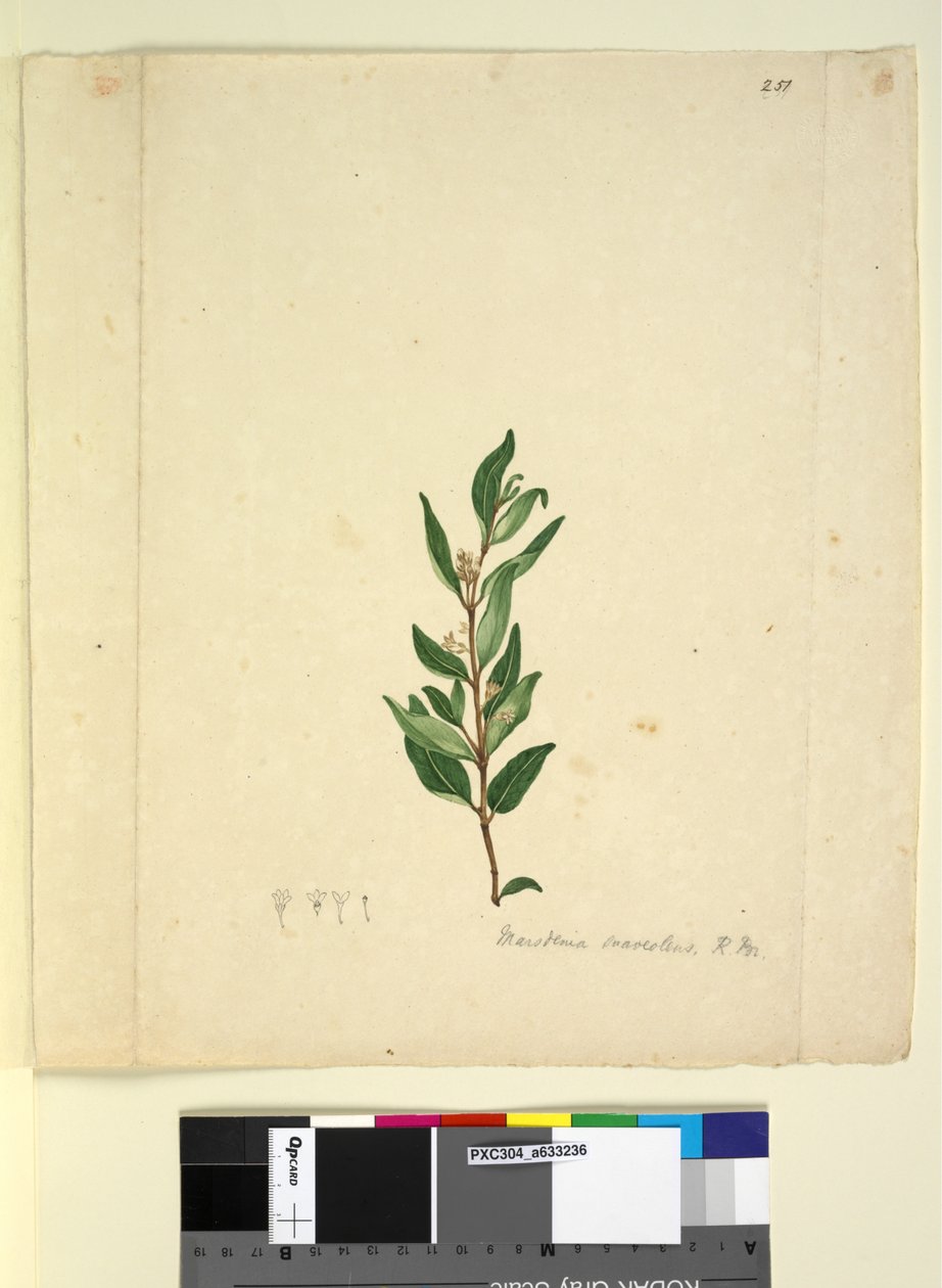 الصفحة 251. Marsdenia suaveolens، c.1803-06 (مرحاض ، قلم حبر ، قلم رصاص) بواسطة جون وليام لوين
