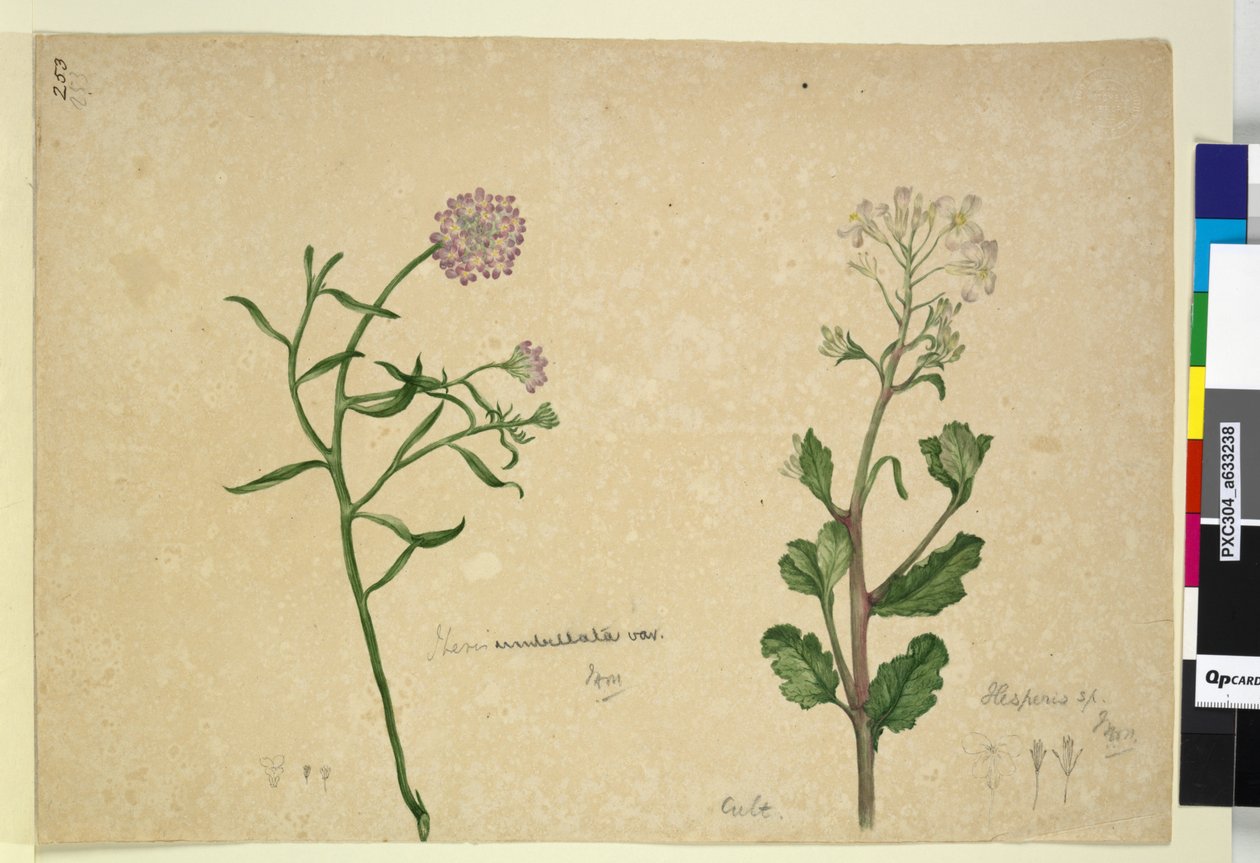 الصفحة 253. Iberis umbellata؛ Hesperis sp. ، c.1803-06 (مرحاض ، قلم حبر ، قلم رصاص) بواسطة جون وليام لوين