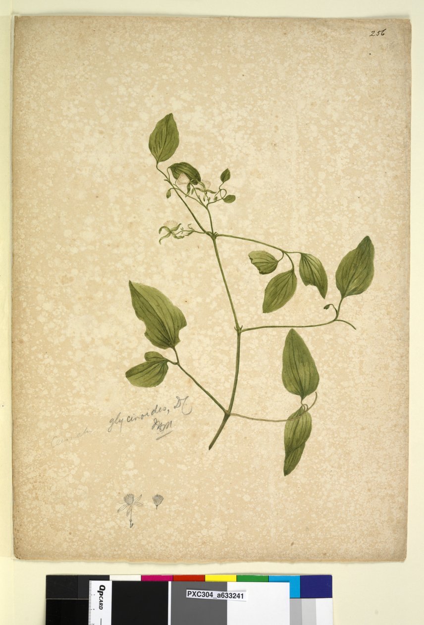 الصفحة 256. Clematis glycinoides، c.1803-06 (مرحاض ، قلم حبر ، قلم رصاص) بواسطة جون وليام لوين