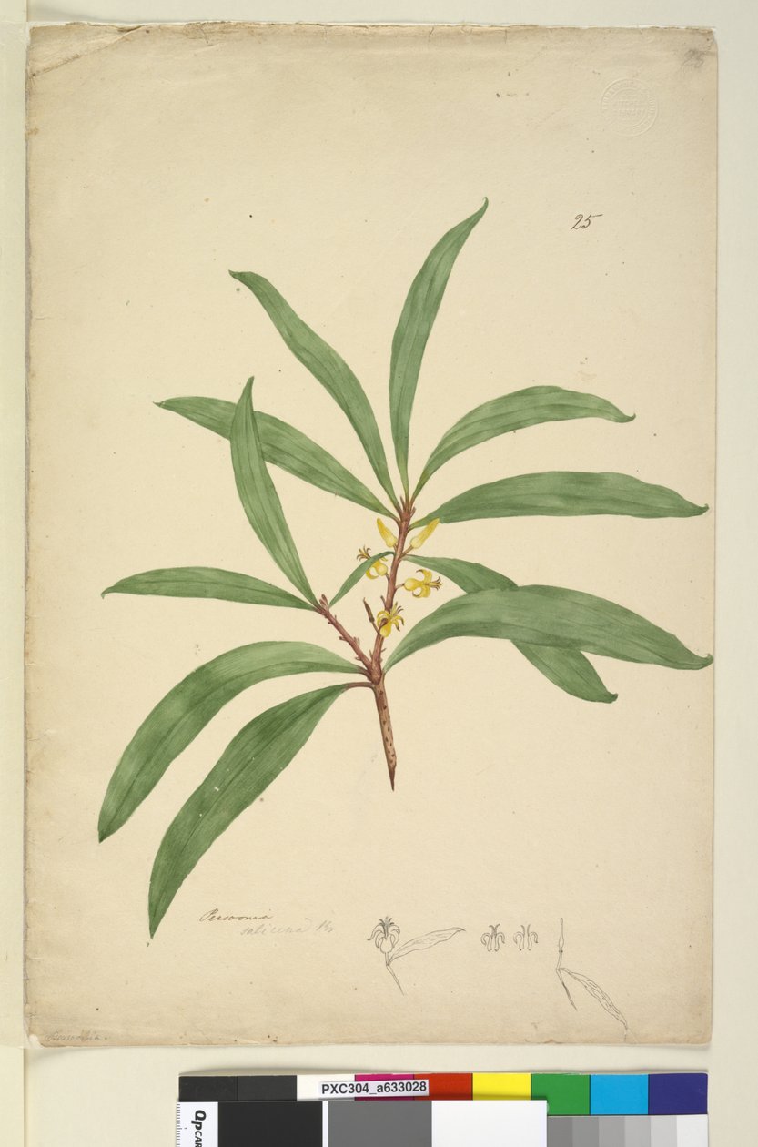 الصفحة 25. Persoonia salicina، c.1803-06 (مرحاض ، قلم حبر ، قلم رصاص) بواسطة جون وليام لوين