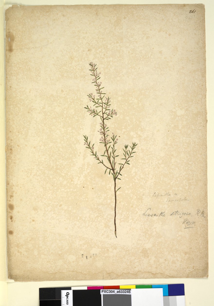 الصفحة 261. Lissanthe strigosa، c.1803-06 (مرحاض ، قلم حبر ، قلم رصاص) بواسطة جون وليام لوين